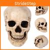 Realistic Life Size Human Anatomy White Resin Replica Skull For Halloween Decor