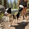 Quick-drying Dog Sun Protection Vest Ice Feeling Fabric Pet Sunscreen Clothes  Pet Cats