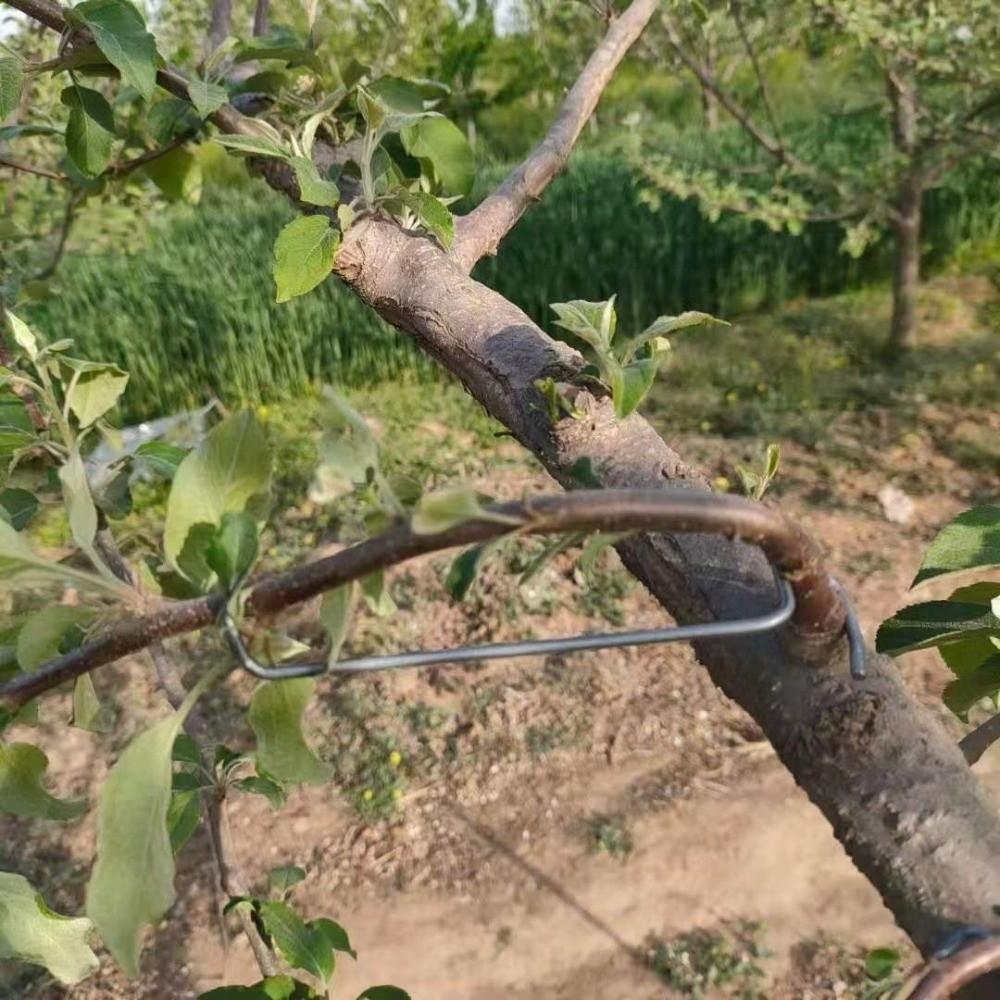 10Pcs High-Strength Fruit Tree Branch Puller Anti-Slip Branch Bending Clips Outdoor Farm Planting