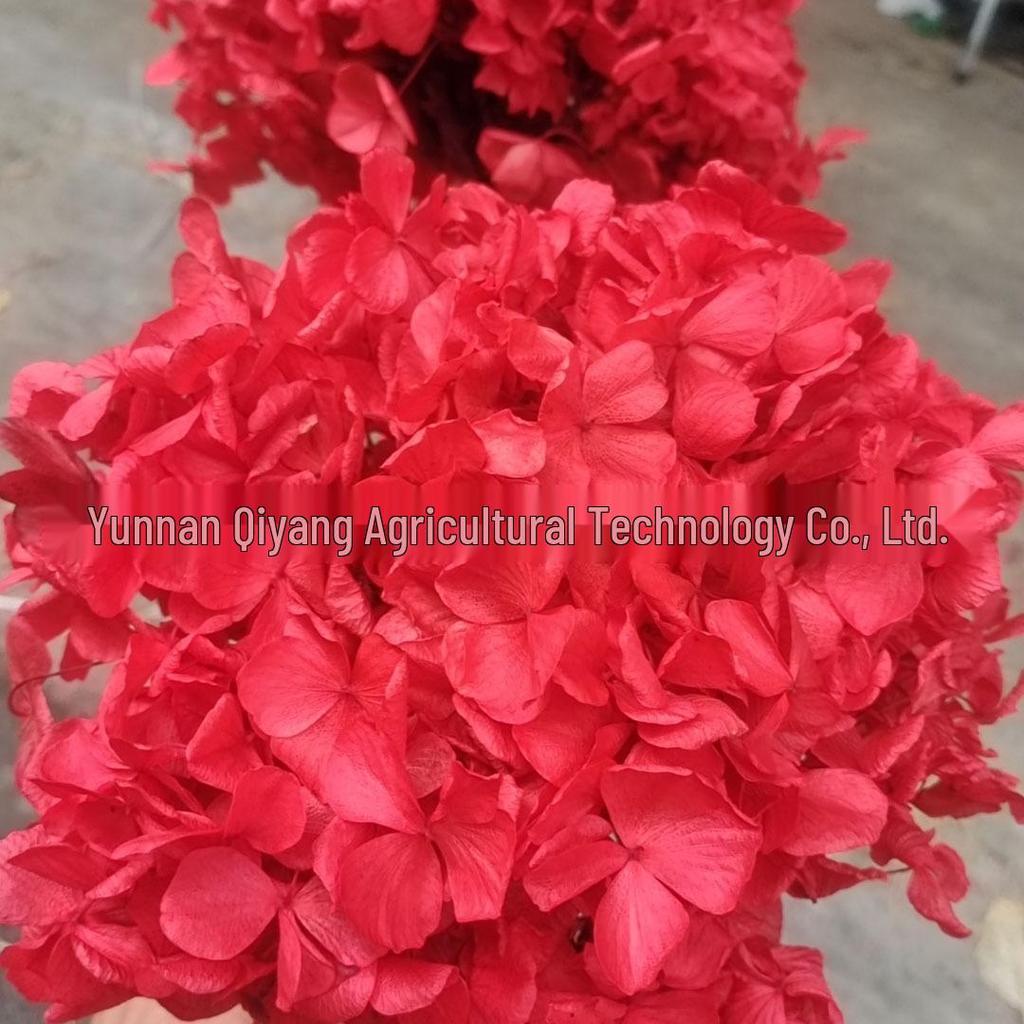Multi-Color Preserved Bigleaf Hydrangea Single Stem Flower Bouquet for Home Decoration