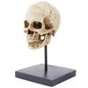 Life Size Human Rein Skull Statue 1:1 Replica Realistic Human Adult Skull Head Bone Model for Home Decor & Halloween Decoration