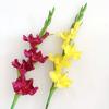 Artificial Gladiolus Flowers 22" Real Touch Flower with Long Stem 4 Full Blooms