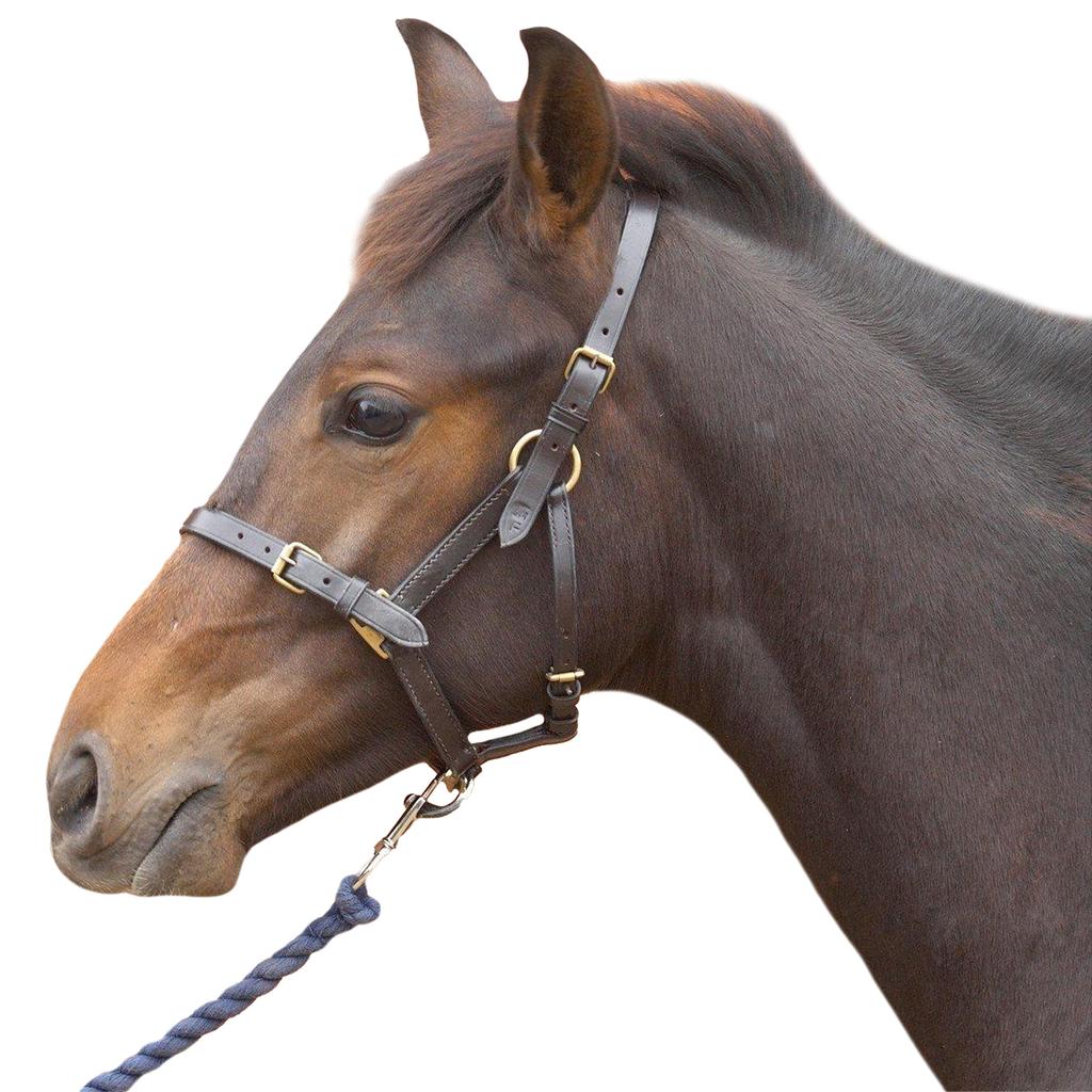 Hy Leather Foal Head Collar