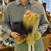 HANSA Animal Plush Toy Yorkshire Terrier No.5909
