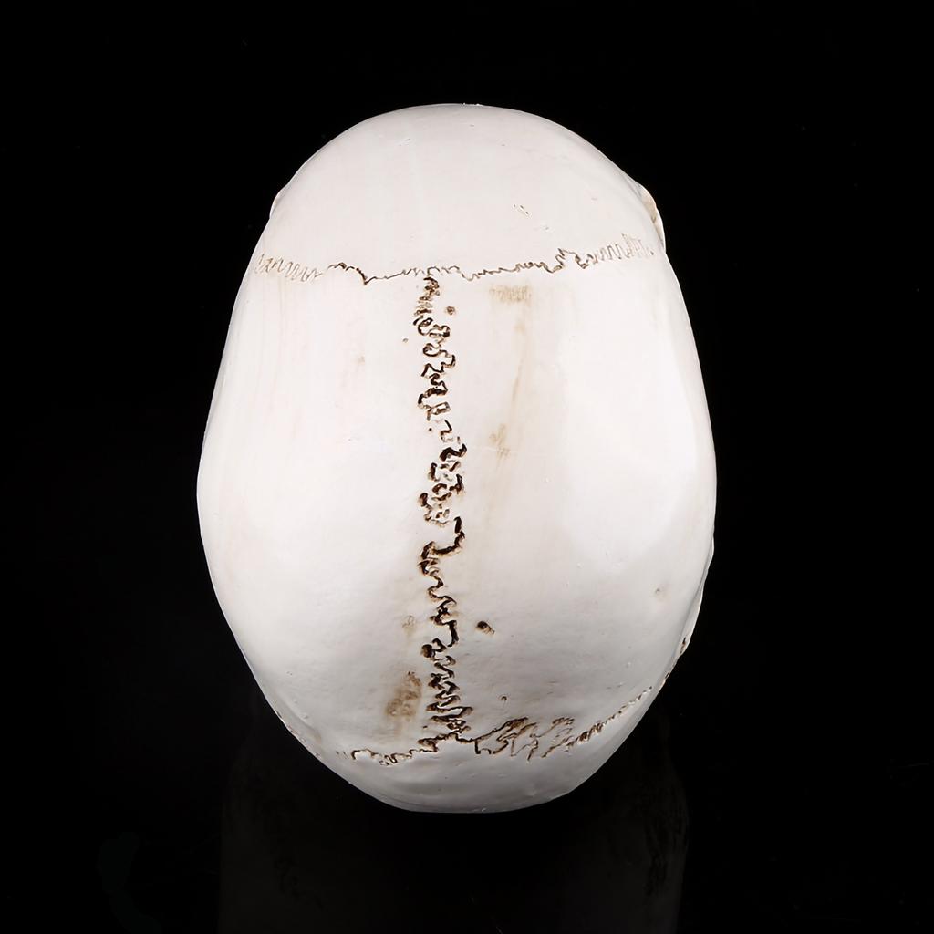 1 шт. Белый смоляной человеческий череп в натуральную величину, модель-реплика для рисования, украшение для вечеринки