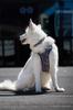 Collar with DOUBLE LOCK buckle for large breeds of reactive dogs 25 Ukory JUNGLE