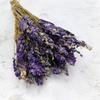 Ostróżka Suszona - (Delphinium) - Niebieska