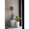 CAPI EUROPE Pot de fleurs élégant bas RIB NL - 46x58 cm - Ivoire