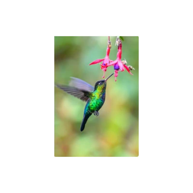Плакаты и принты с колибри, картина на холсте, птицы, животные, куадрос, настенные художественные картины для гостиной, современный домашний декор, без рамки