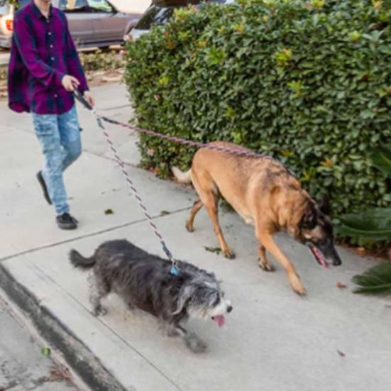 Двойной банджи-поводок для собаки, вращающийся на 360 градусов, не запутывающийся, двойной поводок для двух собак, амортизирующий банджи-поводок для прогулок и тренировок для маленьких, средних и крупных собак