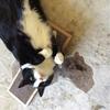 Кошка Котенок Игрушка Когтеточка Игрушка Гофрированный Безопасный Картонный Когтеточка Кровать Кошачья Мята