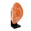 13/22/40CM Ear Acupuncture Model Professional Reflexology Acupoint Learning Display Supplies Display Acupuncture Mannequin