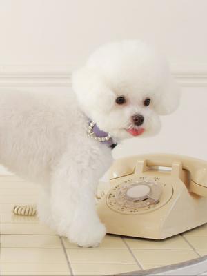 Собаки – Ошейники и поводки для собак