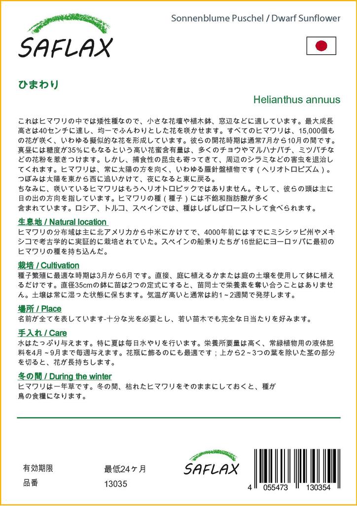 SAFLAX Подсолнечник карликовый - 40 семян - Helianthus annuus