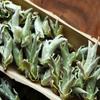 Puerh Loose Leaf Sheng Cha 250g Yunnan White Bud Pu-erh Tea Bai Ya Bao Sheng