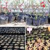 500pcs/set Disposable Plant Nutrition Cups Black Flower Vegetable Grow Bag  Garden Tools