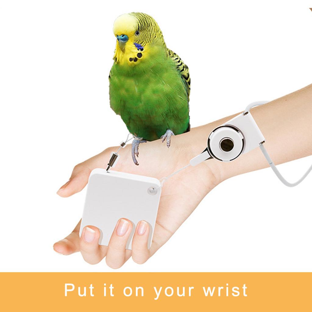 Нержавеющая сталь Попугай Ножной браслет Домашняя птица Страховочная шлейка Авиационные приключения Снаряжение для безопасного обращения с птицами