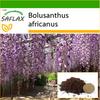 African Wisteria Tree - 15 Seeds - With Potting Substrate for Better Cultivation - Bolusanthus Africanus