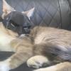 Подушка в виде кошачьего лица, шляпа для косплея летучей мыши, жуткая атмосфера Хэллоуина, пластиковая черная подушка для макияжа на половину лица для вечеринки
