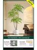 Nandina Luxury Floor-Standing Indoor/Outdoor Bonsai Tree Ornament