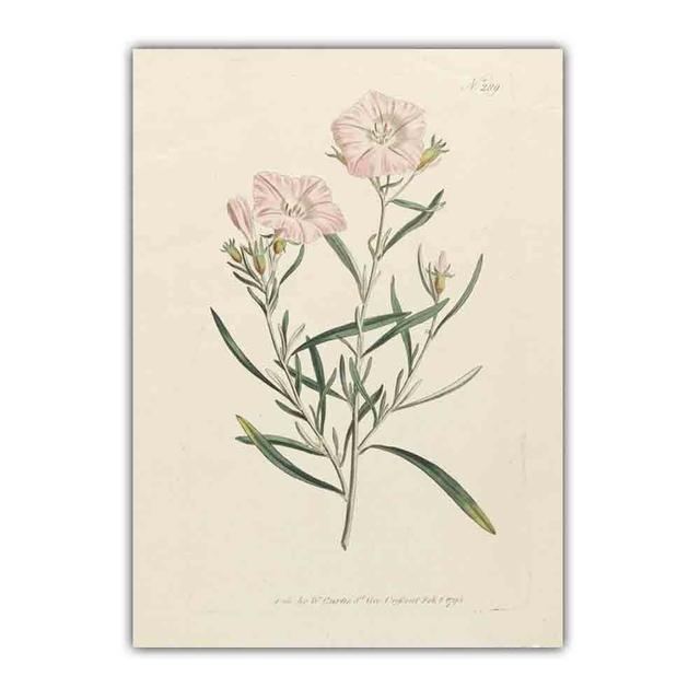 Скандинавское ретро-искусство картина на холсте с изображением растений эволюция цветов Популярная наука Плакат гостиная коридор украшение дома фреска без рамки