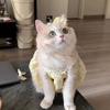 Красивое маленькое кошачье платье Летняя милая юбка для маленькой собаки Тонкий желтый воротник Мини платье принцессы для щенка Кошачья юбка