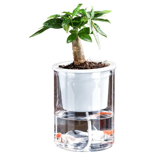 Аквапонный аквариум для рыбок петушков Прозрачный пластиковый ударопрочный горшок Экосистема Аквариум Настольная аквапонная система для домика рыбок петушков Комнатные растения