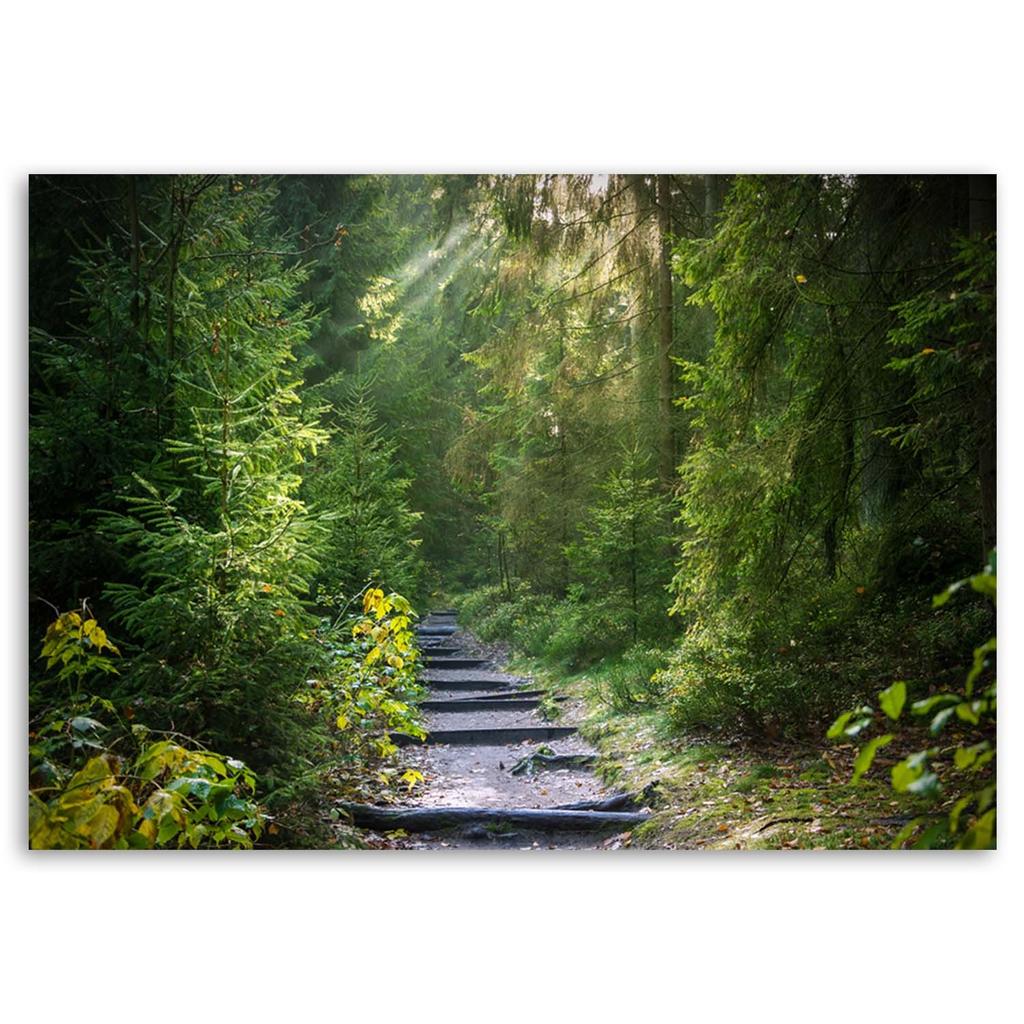 Печать на холсте, Тропинка в зеленом лесу