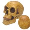 [A3294] - Brown 'Skull' Resin Figurine (necromancer) - 21 Cm