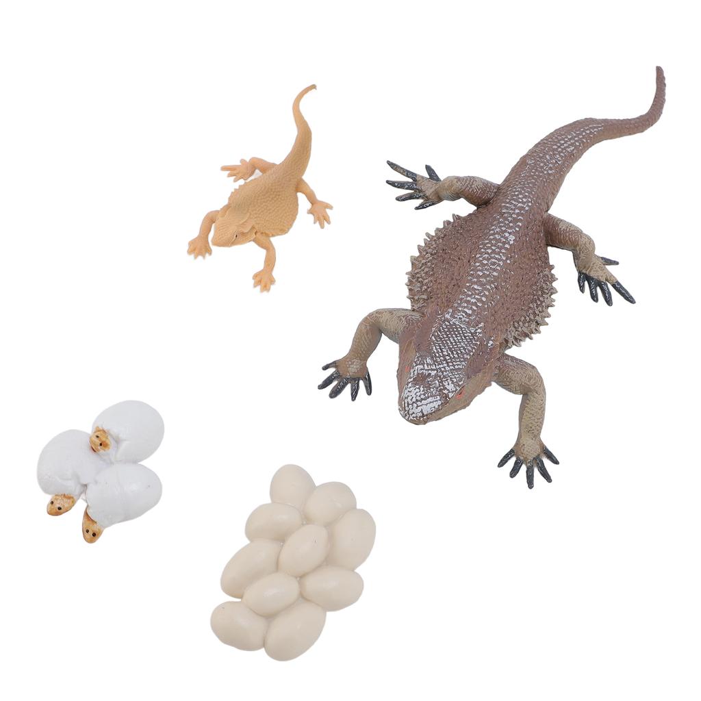 Lizard Life Cycle Figurine Toy Educational Interactive Lifelike Simulated Reptile Animal Figurine Se