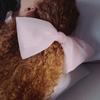Elizabeth Moments Large Chiffon Ribbon Hair Pin