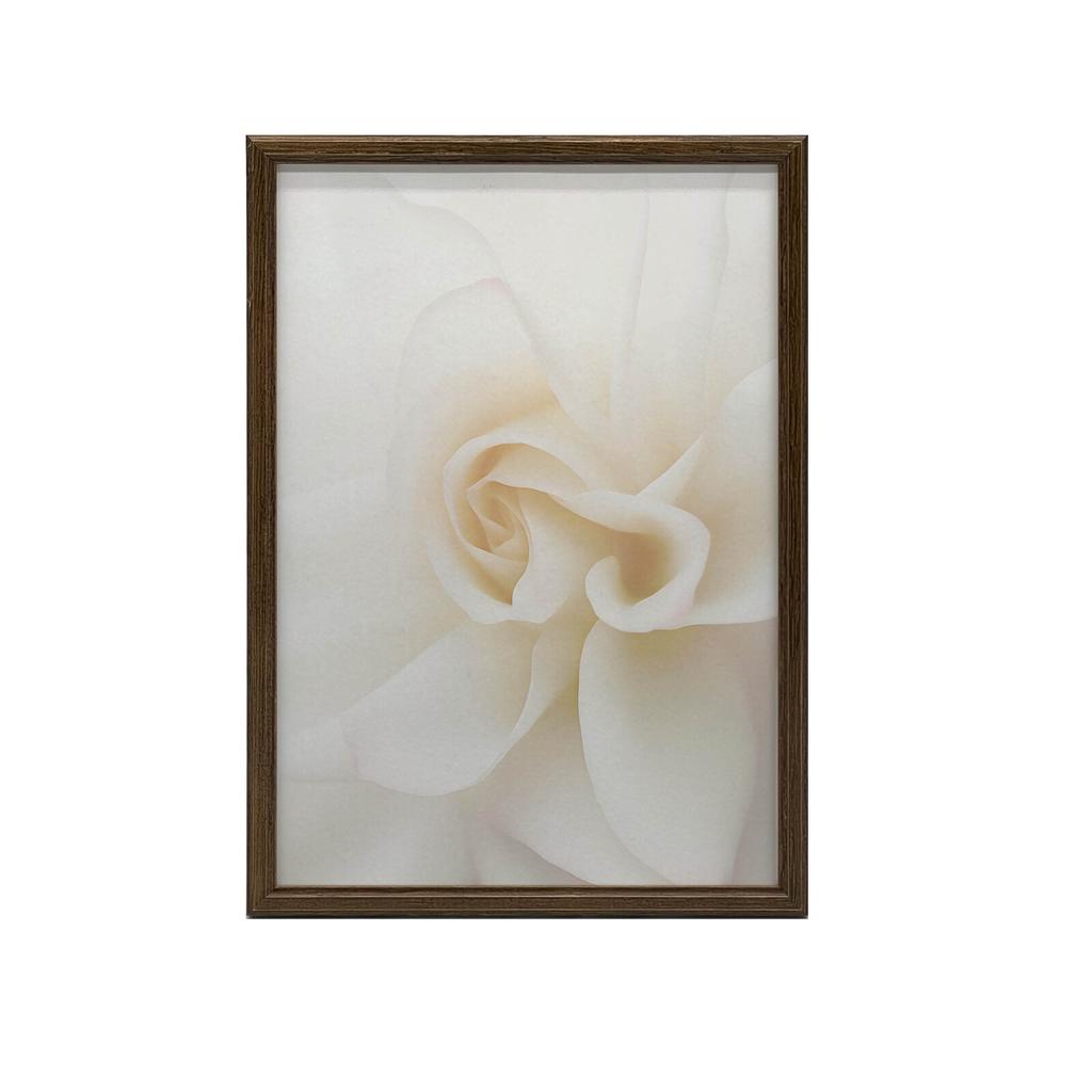 Eteryczna Białość Róży Eteryczna Białość Róży, 40X50 Cm, Rama Aluminiowa Złota, Papier Matowy 230 Gsm