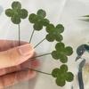 15 шт. Открытки с симуляцией четырехлистного клевера на удачу, стебли клевера, прозрачные открытки для пожеланий, идеально подходят для закладок и украшений