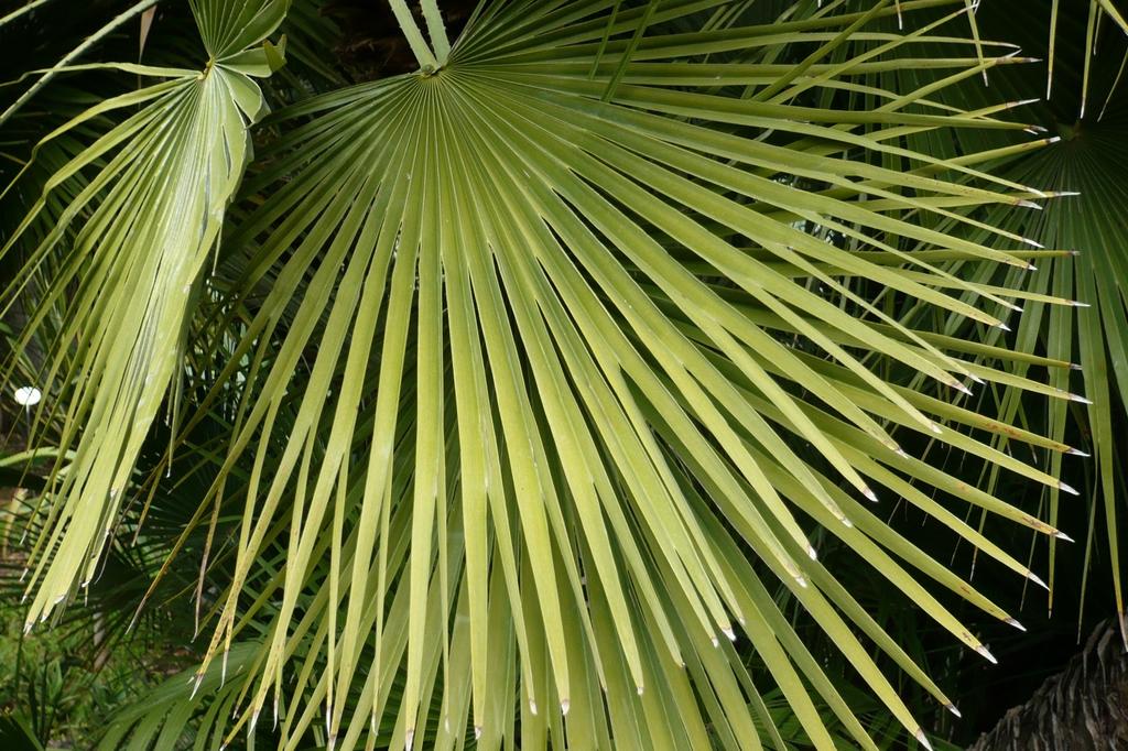 SAFLAX Пальма китайской ветряной мельницы - 10 семян - С горшечным субстратом для лучшего выращивания - Chamaerops excelsa