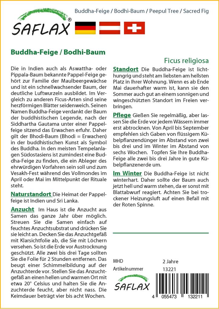 SAFLAX Peepul Tree / Sacred Fig - 100 семян - Ficus religiosa