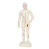 26cm Professional Unisex PVC Acupuncture Point Human Body Model Teaching Tool