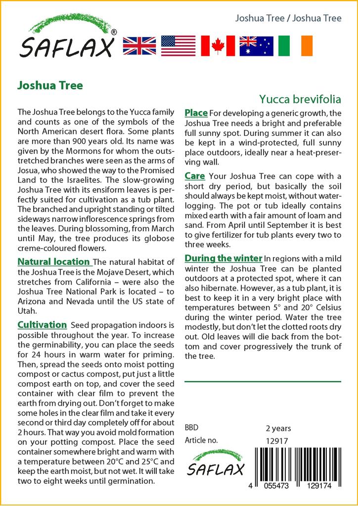 SAFLAX Дерево Джошуа - 10 семян - Юкка коротколистная