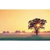 5D DIY Алмазная картина Закат Дерево Алмазная Алмазная вышивка Полный мозаичный набор Наборы для вышивки крестом Домашний декор Подарки ручной работы
