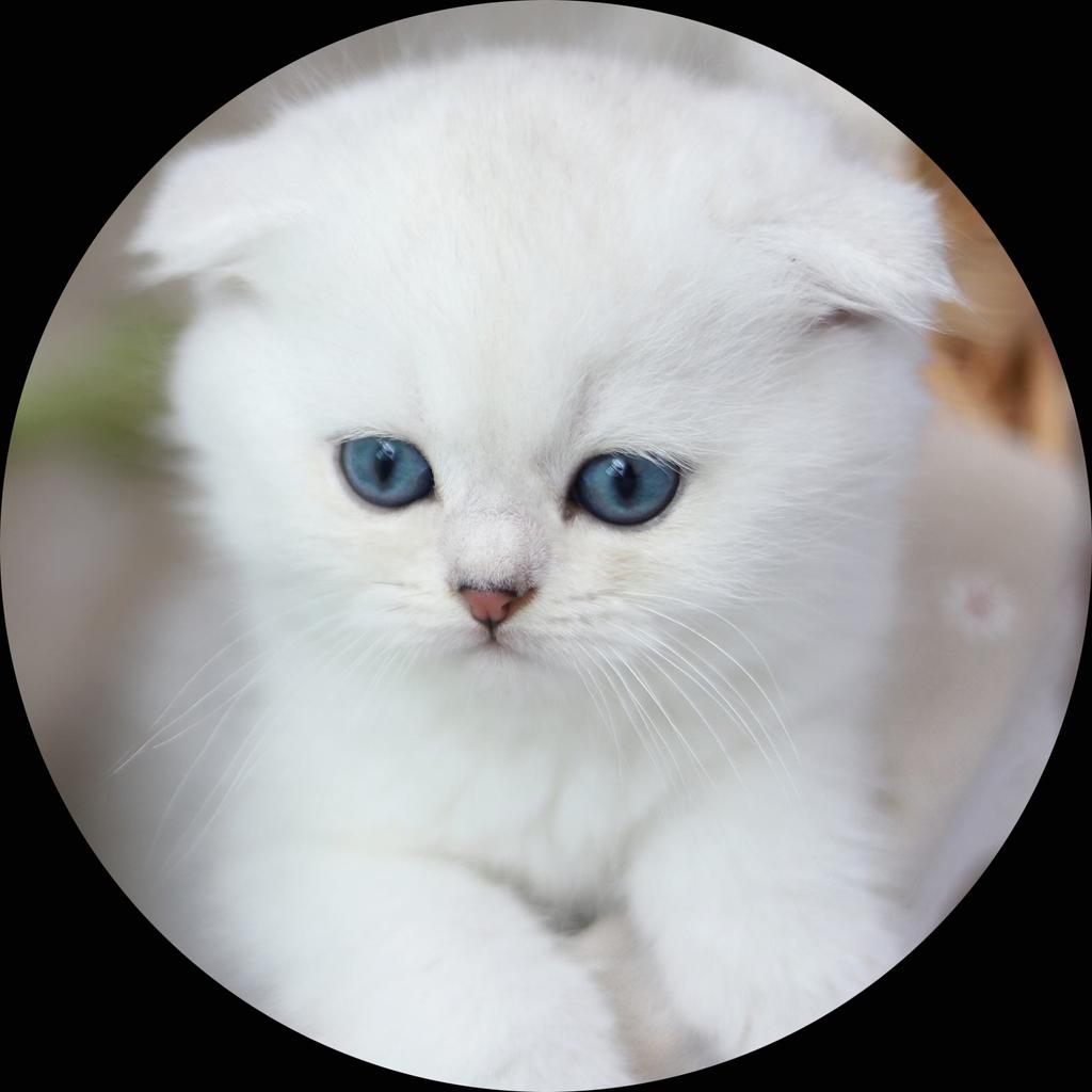 Браслет с микрогравировкой нано-цвета, проекционный браслет на заказ, титановая стальная цепочка на заказ, женские браслеты, ювелирные изделия, падение