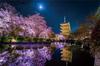 1000 Piece Jigsaw Puzzle KAGAYA Blooming In the Moonlit Night (Kyoto) [Glowing Puzzle] (50x75cm)