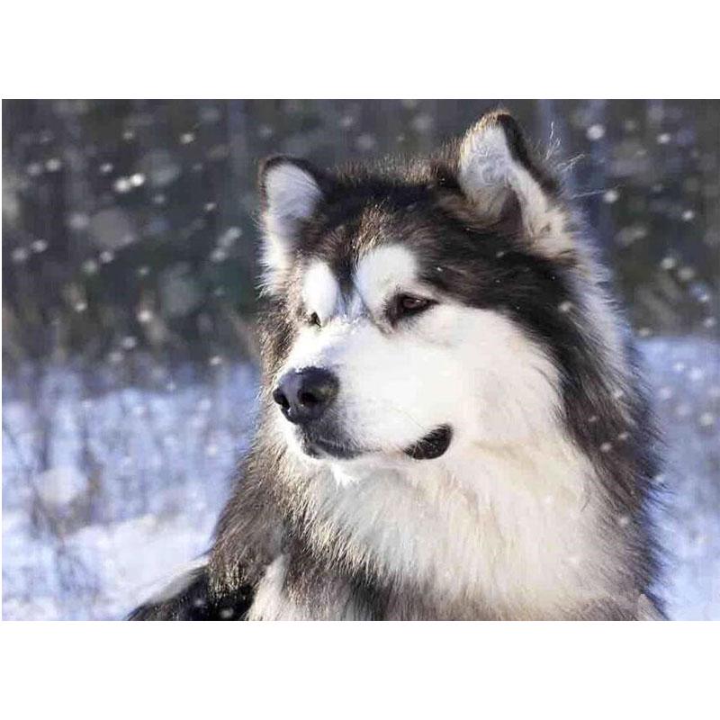 5D DIY Алмазная картина Набор Милый щенок Искусство Алмазная вышивка Стразы Украшения для дома