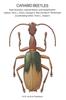 Книга Carabid Beetles : Their Evolution, Natural History, and Classification