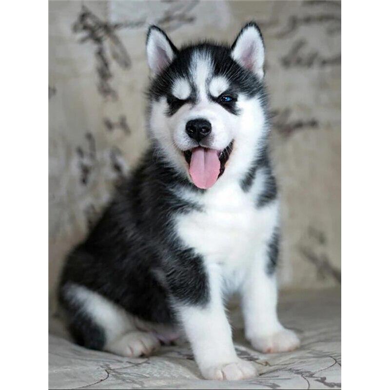 New 5D DIY Diamond Painting Husky Diamond Embroidery Animal Cross Stitch Full Square Round Drill Crafts Home Decor Manual Gift
