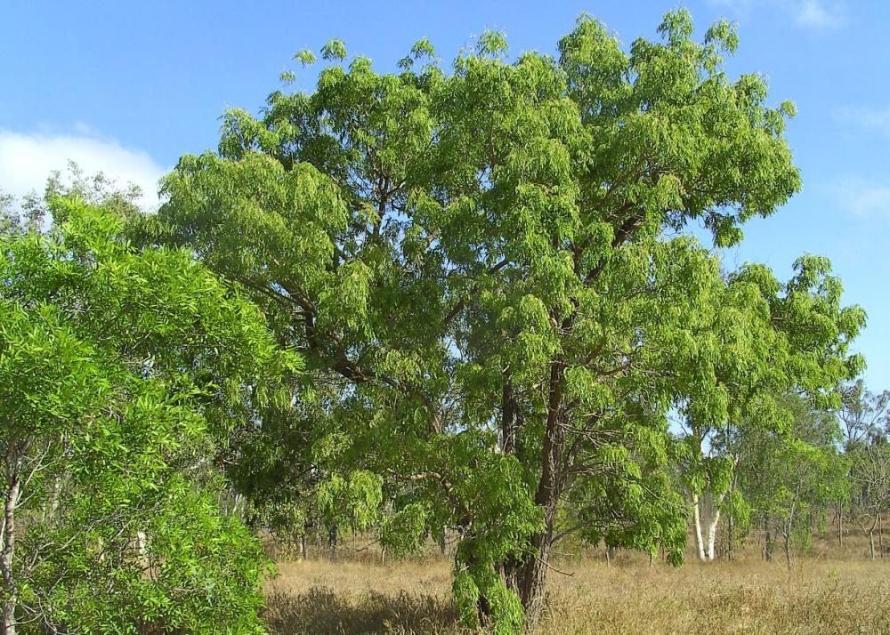 SAFLAX Дерево глицинии африканской - 15 семян - Bolusanthus africanus