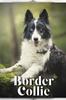 Книга Border Collie : Dog Breed Overview and Guide
