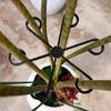Plastic Plant Support Clips Plant Stem Support Clamp Green Vine Climbing Frame Gardening Tools Turtle Backed Bamboo Support Rod