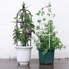 Tower Obelisk Garden Trellis, Durable Metal with Plastic Coating U-Shaped Plant Flower Support Stand Morning Glory Ivy Roses Clematis, Black