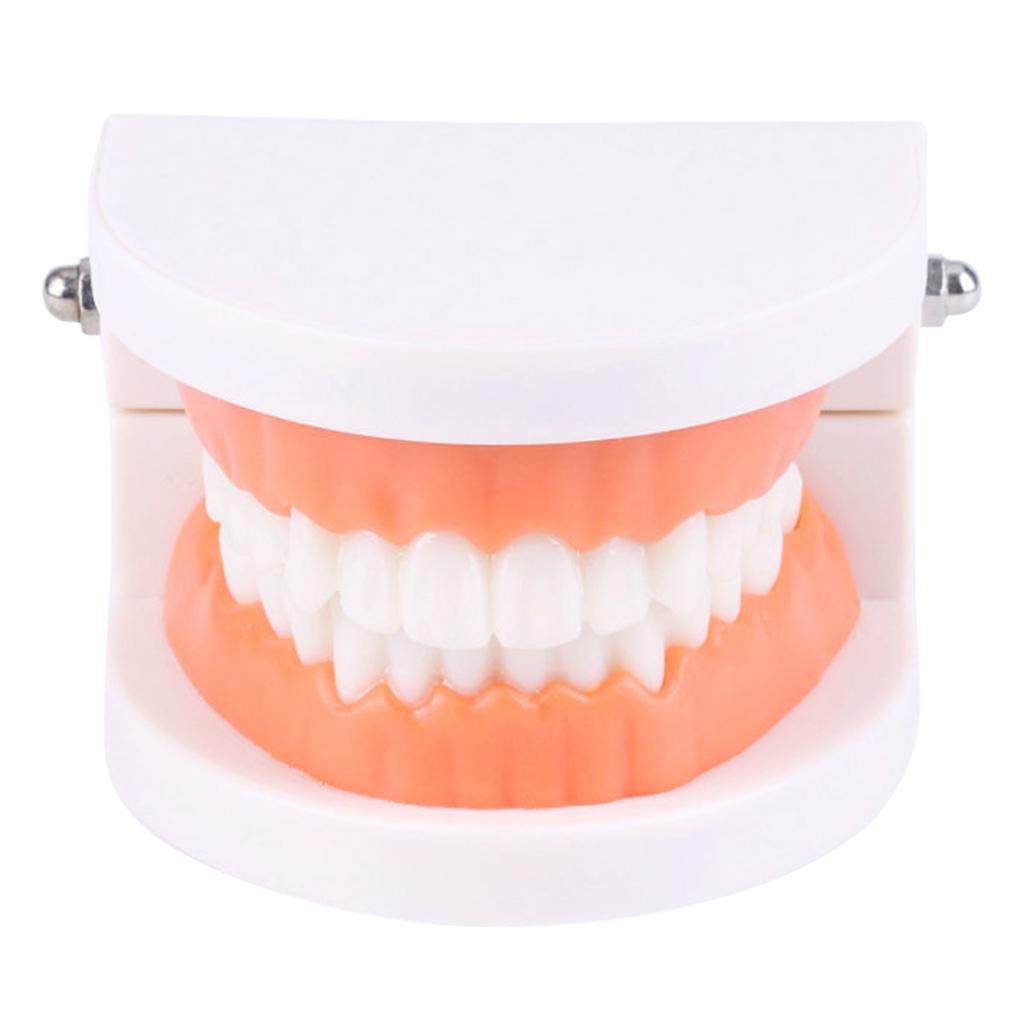 Tooth Brushing Model Dental Standard Teeth Model Typodont Demonstration Compatible with Teaching Studying Small Size