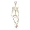 Realistic Full Body Human Bone Halloweens Props Flexible Joints Portable Plastic Indoor Outdoors Decoration