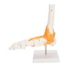 1:1 Human Foot Ankle Bone Skeleton Structure Model Foot Joint Model with Ligaments